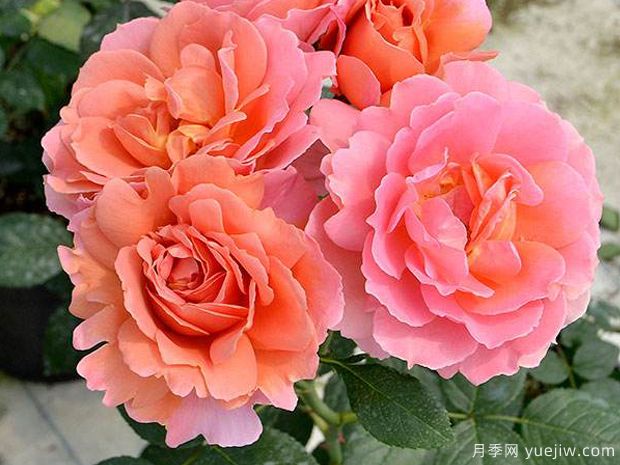 茜月季(图3) 茜月季(图2)