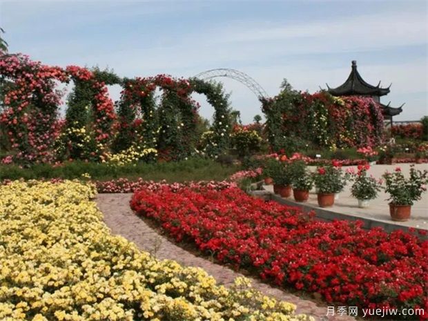 月季园：中国月季园/南阳月季博览园(图2)