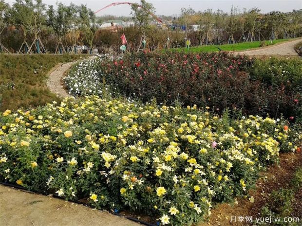 月季间隔多远种一颗最合适？月季间距的详细规划(图3)