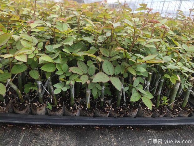 新疆喀什适合月季种植和应用吗?(图1) 新疆喀什适合月季种植和应用吗?(图1)