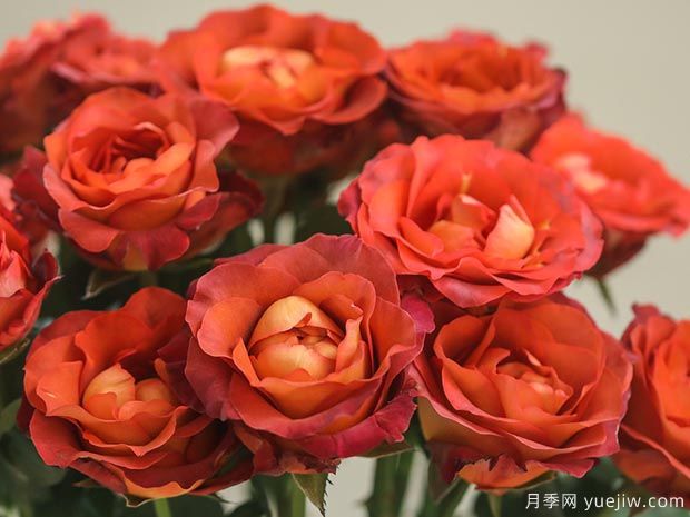 咖啡时间休憩月季的优缺点是什么？(图1)