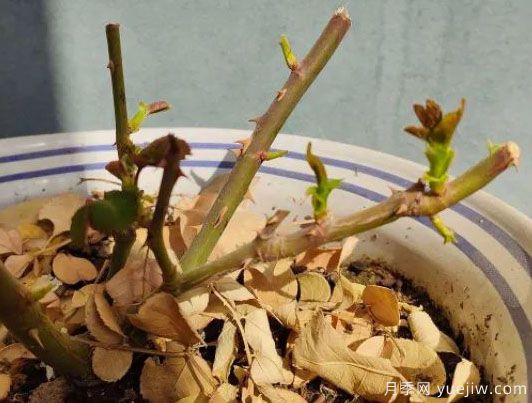 早春月季快速成长,什么时候开始追肥?(图1) 早春月季快速成长,什么时候开始追肥?(图1)