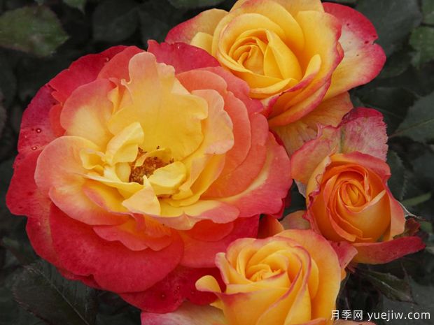 火焰之星月季/燃烧星辰月季(图1) 火焰之星月季/燃烧星辰月季(图1)