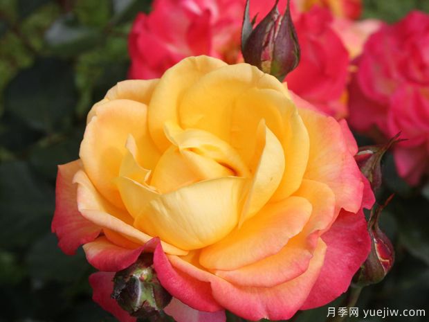 火焰之星月季/燃烧星辰月季(图2) 火焰之星月季/燃烧星辰月季(图2)