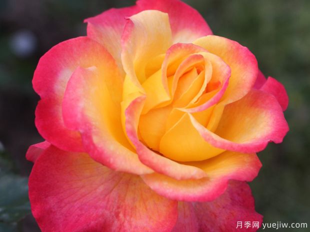 火焰之星月季/燃烧星辰月季(图3) 火焰之星月季/燃烧星辰月季(图3)