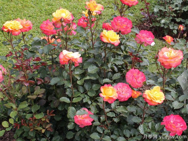 火焰之星月季/燃烧星辰月季(图4) 火焰之星月季/燃烧星辰月季(图4)