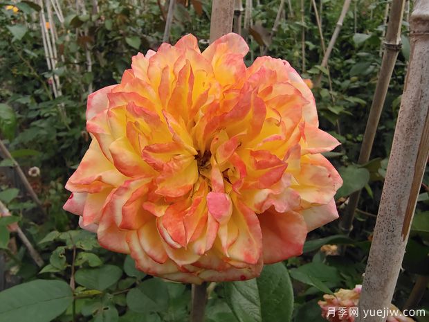 月季养殖知识:养花环境,盆土配置,推荐品种,养护打理(图3) 月季养殖知识:养花环境,盆土配置,推荐品种,养护打理(图3)