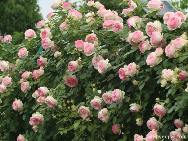 藤本月季全年的栽培养护要领(图1) 藤本月季全年的栽培养护要领(图1)