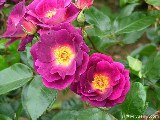 永恒沙龙月季(图1) 永恒沙龙月季(图1)