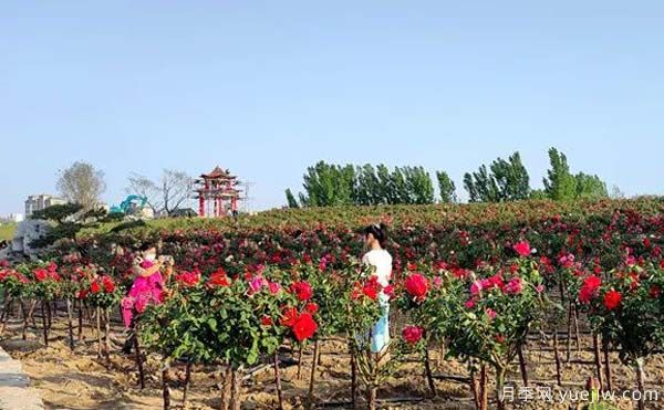 潍坊昌乐:西湖月季盛放期,五一假期花海来袭(图1) 潍坊昌乐:西湖月季盛放期,五一假期花海来袭(图1)