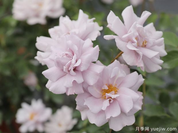 小咖啡月季(图1) 小咖啡月季(图1)