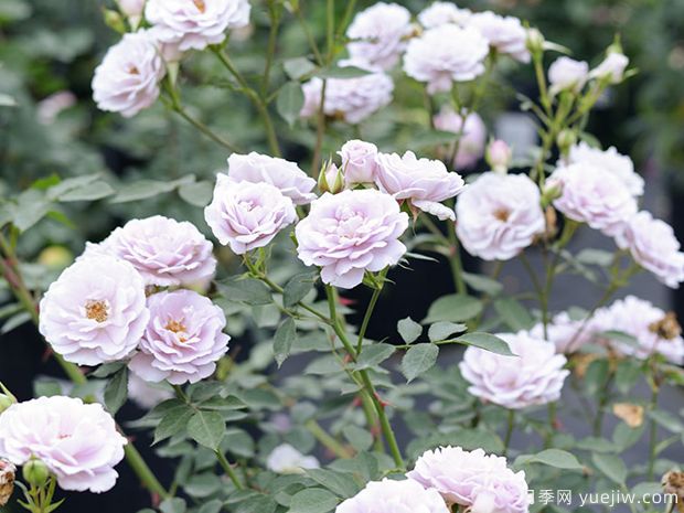 小咖啡月季(图2) 小咖啡月季(图2)