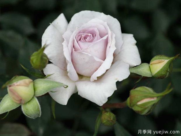 小咖啡月季(图3) 小咖啡月季(图3)