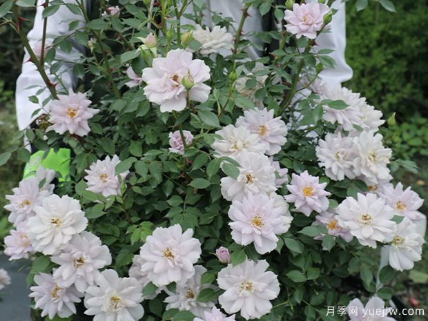 小咖啡月季(图4) 小咖啡月季(图4)