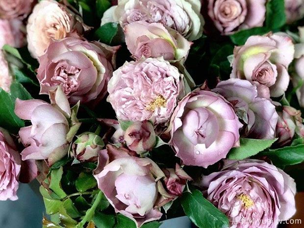 法尔索月季/索发/纺(图1) 法尔索月季/索发/纺月季(图1)