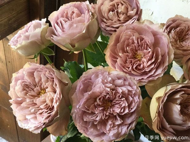 法尔索月季/索发/纺(图2) 法尔索月季/索发/纺月季(图2)