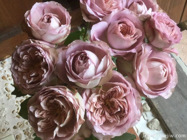 法尔索月季/索发/纺(图3) 法尔索月季/索发/纺月季(图3)