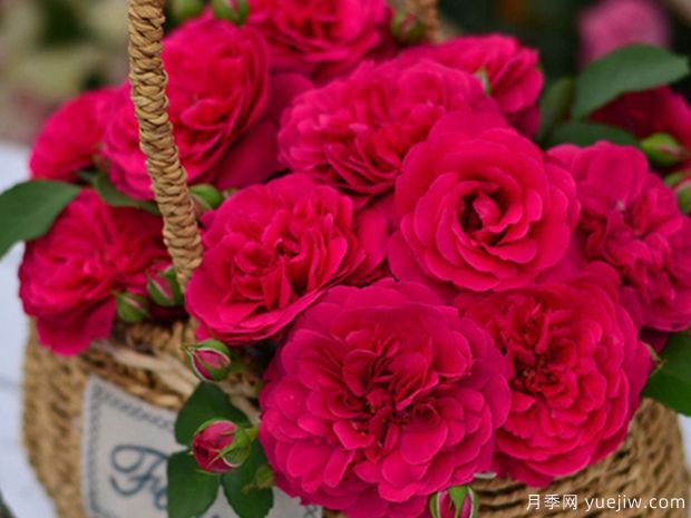 荷叶袖月季(图1) 荷叶袖月季(图1)