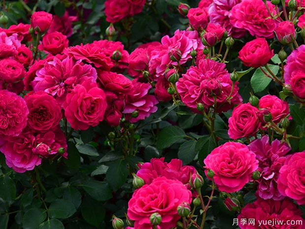 荷叶袖月季(图2) 荷叶袖月季(图2)