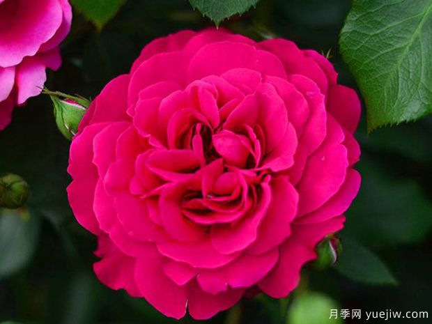 荷叶袖月季(图3) 荷叶袖月季(图3)