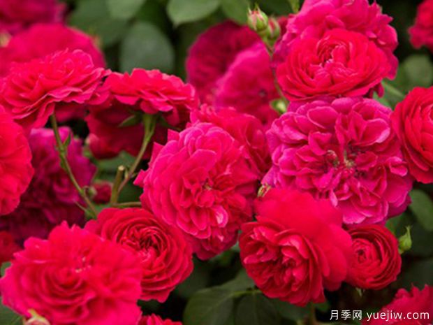 荷叶袖月季(图4) 荷叶袖月季(图4)