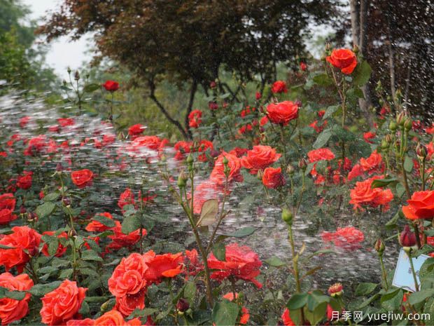南阳有哪些乡土树种 南阳常见绿化树种(图1) 南阳有哪些乡土树种 南阳常见绿化树种(图1)