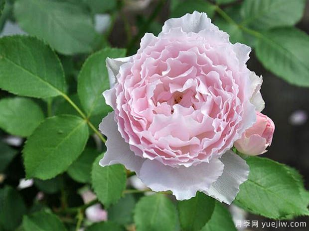 优雅女士月季(图1) 优雅女士月季/优雅月季/优雅精灵月季(图1)
