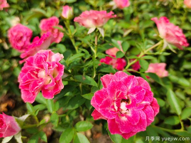 什么是生态月季?(图1) 什么是生态月季?(图1)