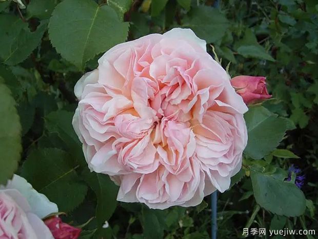 依芙琳月季的优缺点是什么?(图1) 依芙琳月季的优缺点是什么?(图1)