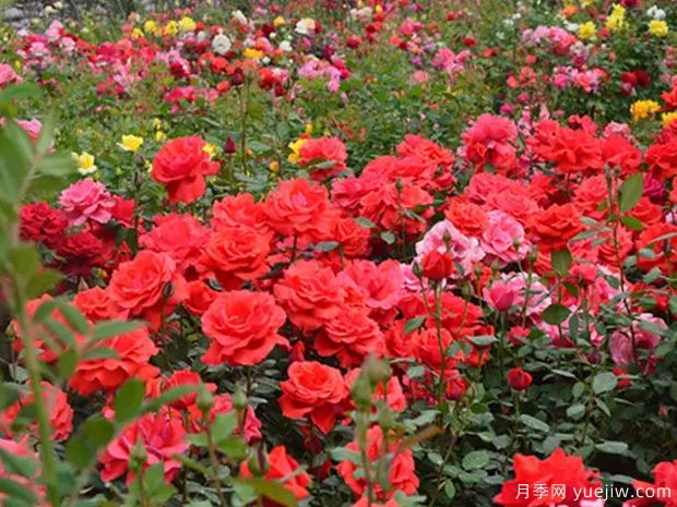 鹰潭月季市花文化和月季景观(图1)