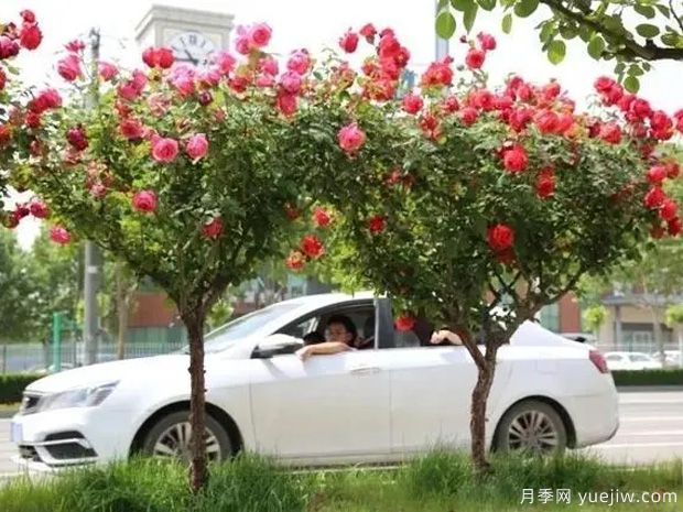 邢台月季市花文化和月季景观(图3)