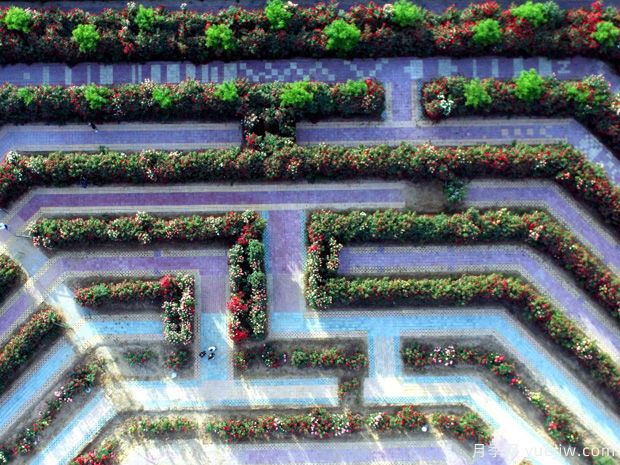 邢台月季市花文化和月季景观(图4)