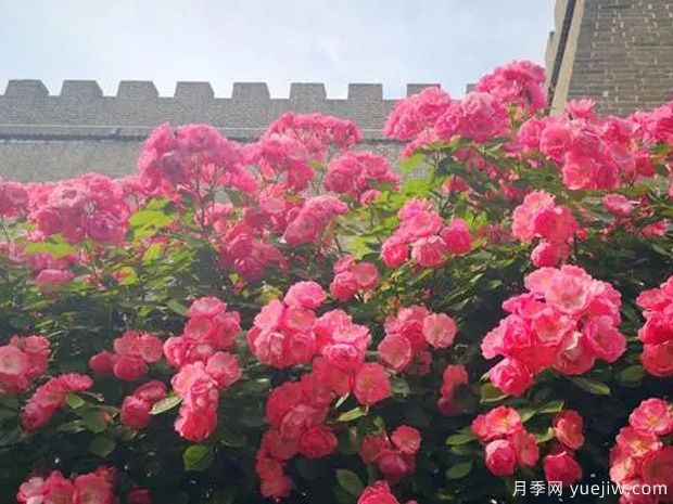 邢台月季市花文化和月季景观(图2)