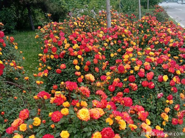 邹城月季市花文化和月季景观(图2)