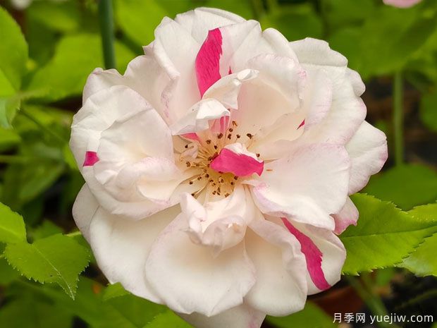 古老珍贵的10种国产月季,抗病好养比欧月实在(图3) 古老珍贵的10种国产月季,抗病好养比欧月实在(图3)