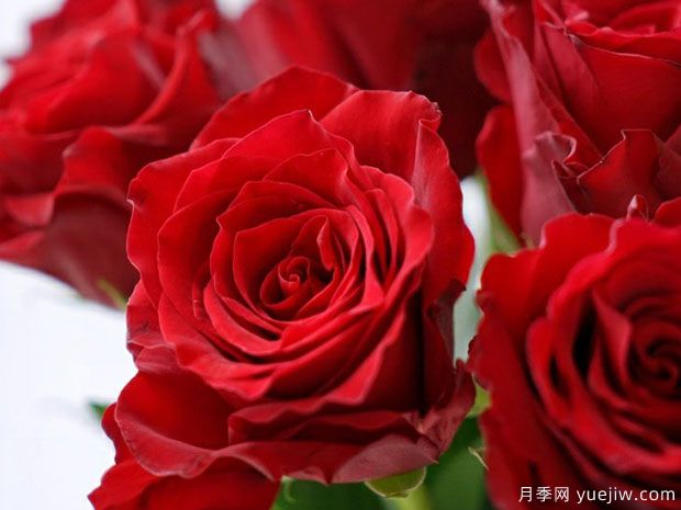 十大美丽的切花月季品种，每一种都美爆了(图2)