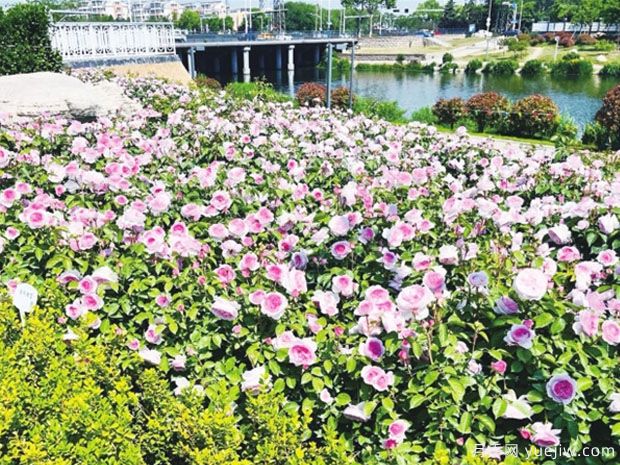 胶州月季市花文化和月季景观(图1)