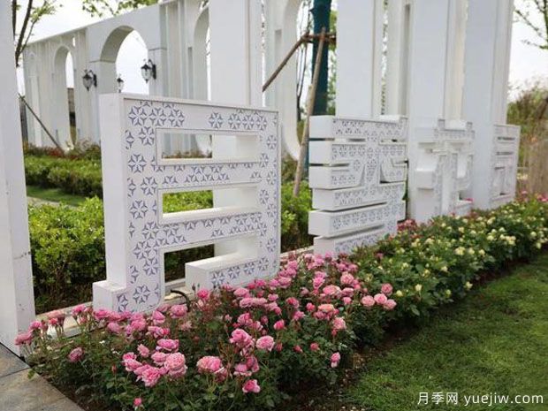 胶州月季市花文化和月季景观(图2)
