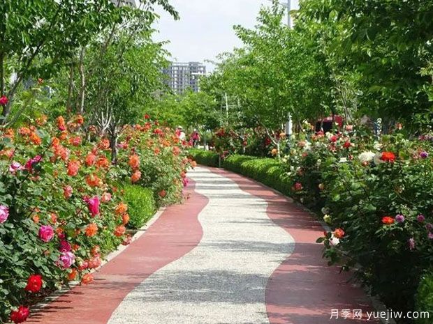 胶州月季市花文化和月季景观(图3)