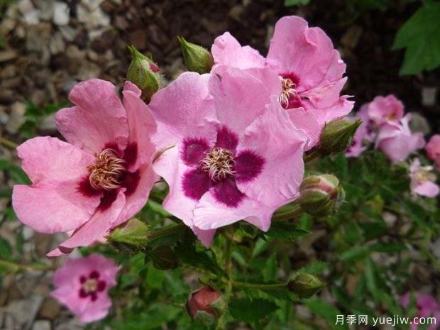 幼发拉底河月季(图1) 幼发拉底河月季(图1)