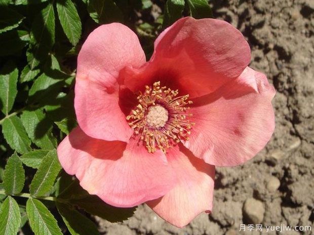 幼发拉底河月季(图2) 幼发拉底河月季(图2)