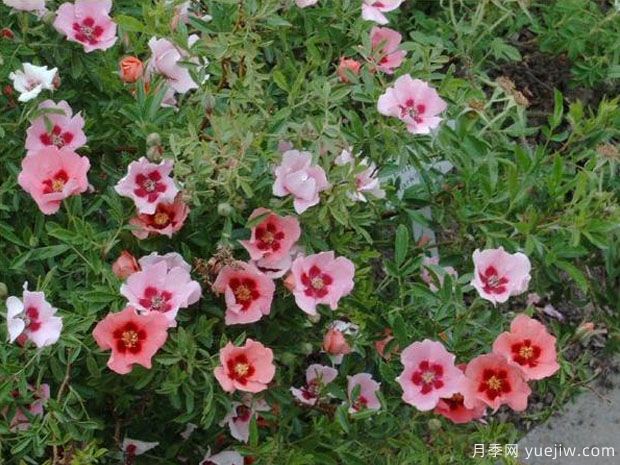 幼发拉底河月季(图3) 幼发拉底河月季(图3)
