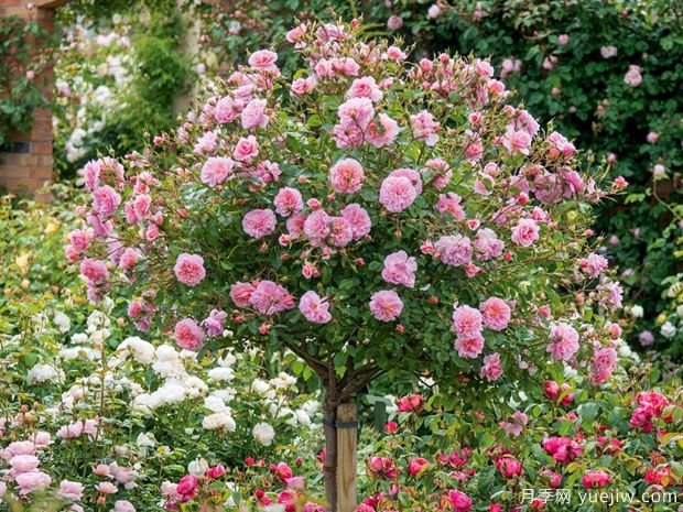 安妮博林月季(图2) 安妮博林月季(图2)