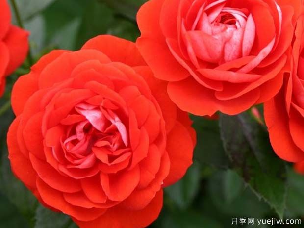 灿烂花环月季/灿烂门廊月季(图1) 灿烂花环月季/灿烂门廊月季(图1)