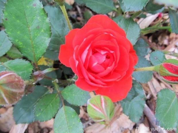 灿烂花环月季/灿烂门廊月季(图2) 灿烂花环月季/灿烂门廊月季(图2)