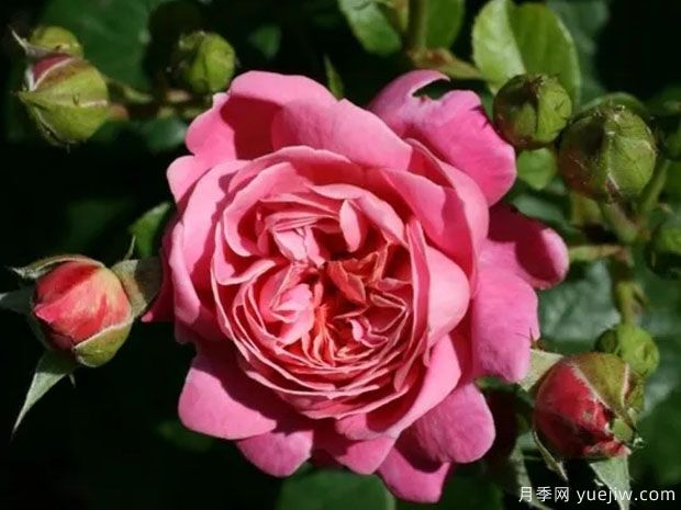 布鲁诺普勒普安月季(图1) 布鲁诺普勒普安月季(图1)