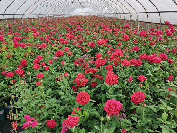 昆明宜良月季园批发加仑盆栽黑巴克黑魔术黑旋风(图1)