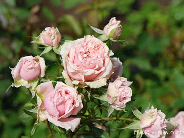 月季介绍，牛津月季(图1)
