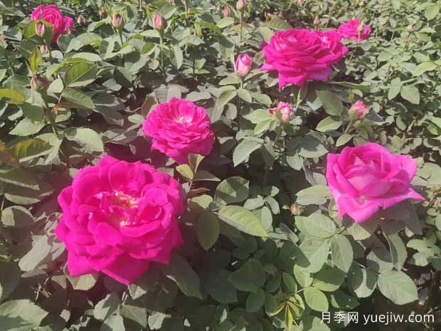 月季株形知识：微月、灌木、藤本、可藤可灌、株型紧凑(图1)