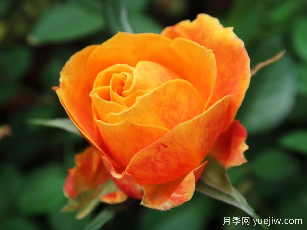 永远的喀麦隆月季(图1) 永远的喀麦隆月季(图1)